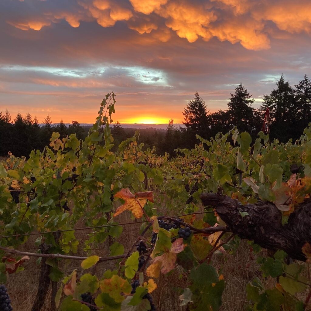 Vineyard sunset with grapes and glowing clouds